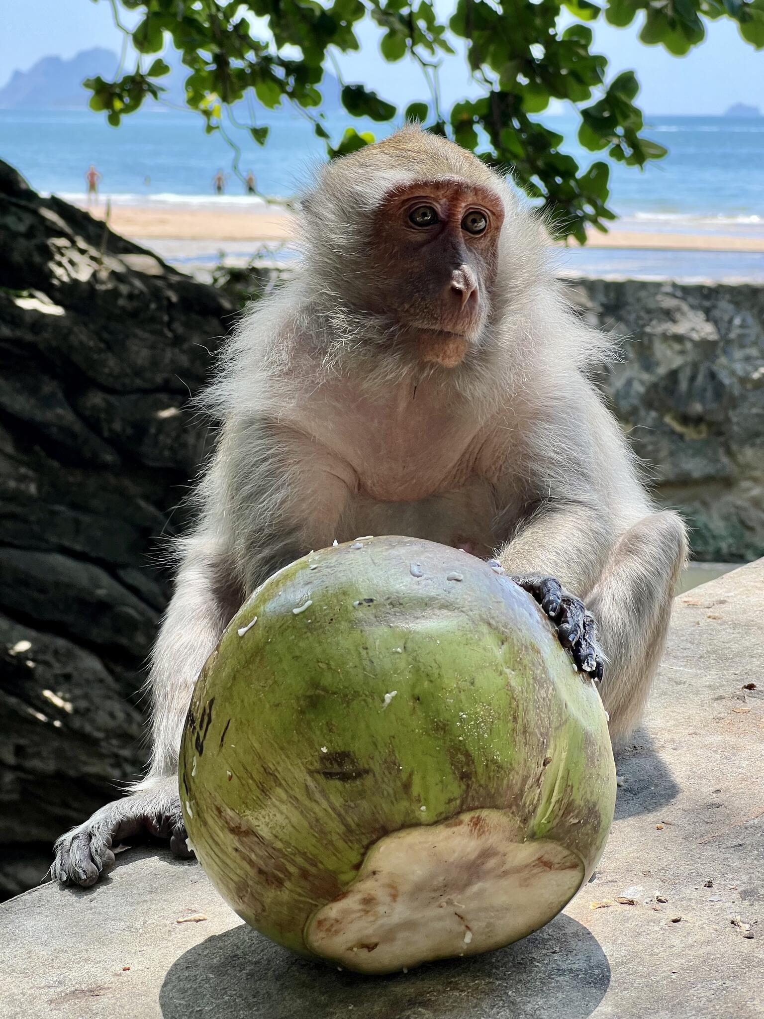 Le sentier des singes